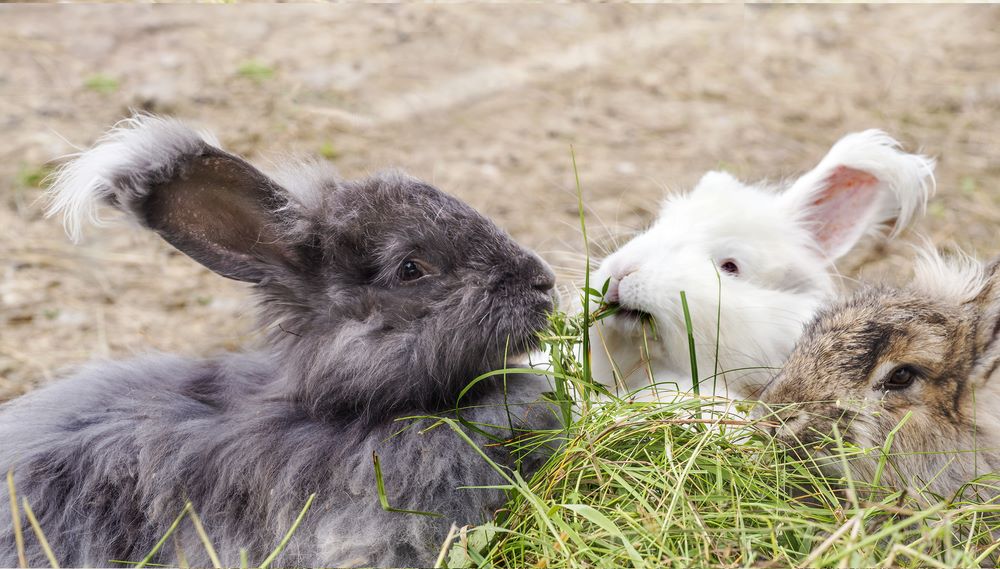 Angora Rabbit Habitats: Amazing Facts Revealed!
