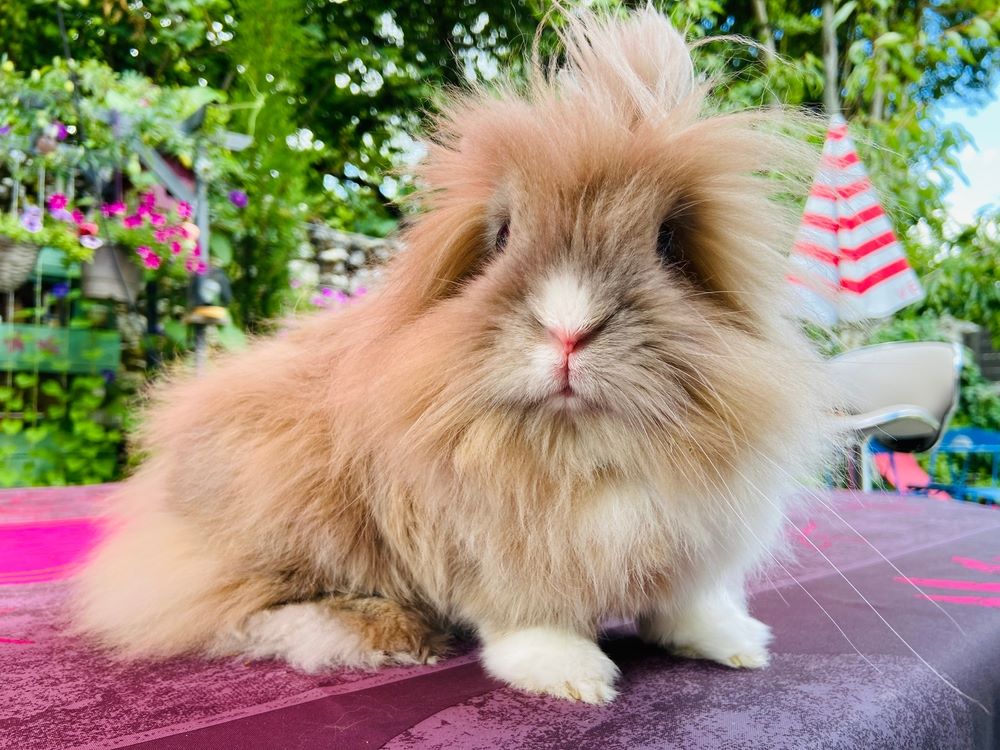 7 Best Fluffy Rabbit Breeds For Pet Lovers Full Guide With Care Facts 7 Best Fluffy Rabbit Breeds For Pet Lovers Full Guide With Care Facts