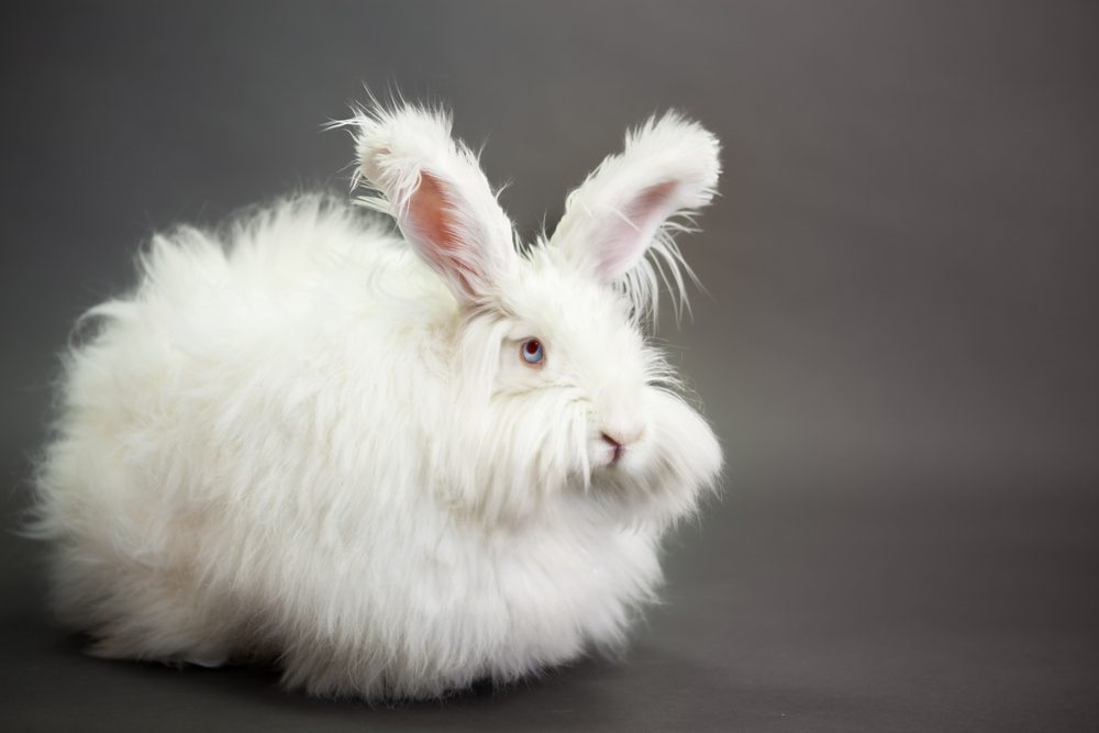 The Lifespan Of Angora Rabbits: Factors that Influence The Most