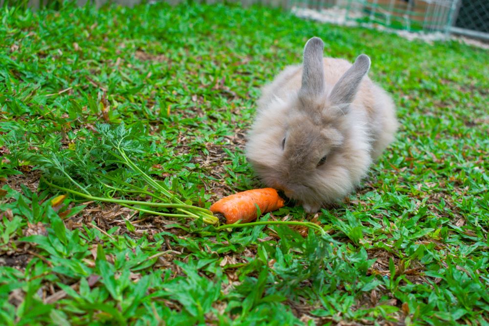 angora lionhead rabbit eating carrot in a garden