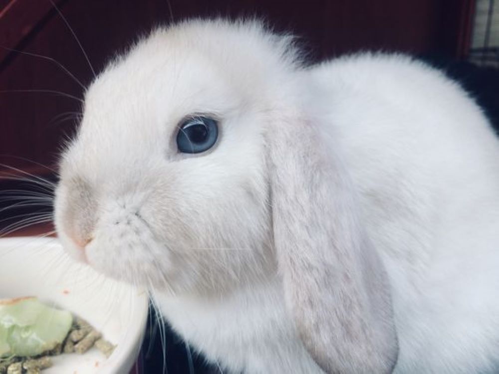 blue-eyed white bunny