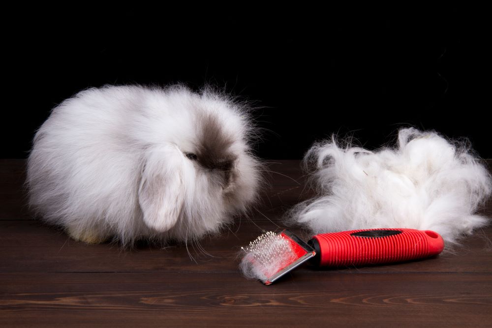 angora rabbit grooming