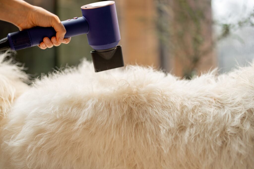 Pet grooming blower opening an Angora rabbit's wool coat to reveal skin level and early mat formation