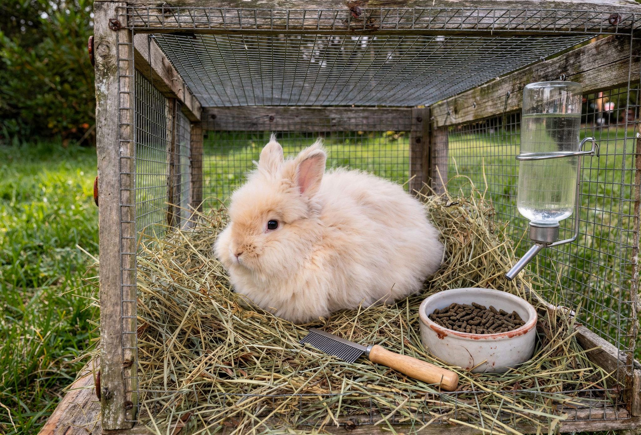 Angora rabbit beside hay pellet bowl grooming comb and water bottle representing the complete ongoing care cost picture for Angora rabbit ownership