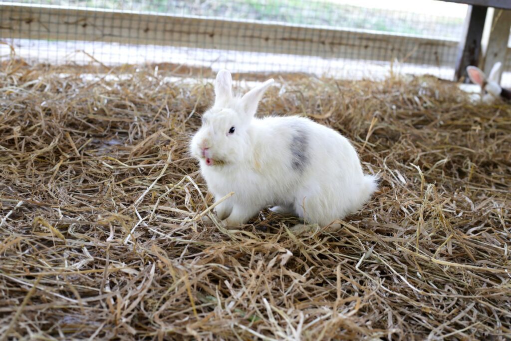ngora rabbit in a secure covered exercise pen on a dry sunny day illustrating appropriate supervised outdoor time as the correct alternative to full outdoor housing