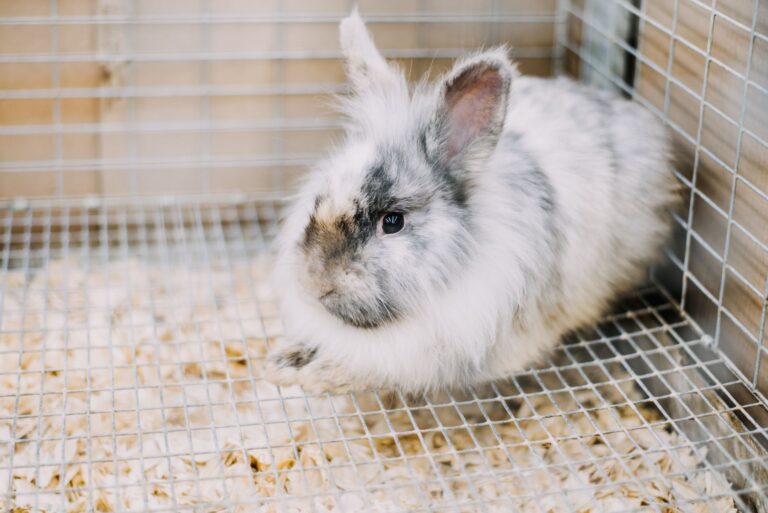 French Angora rabbit in correctly configured indoor enclosure with solid resting board hide box hay rack and water bottle showing the recommended beginner setup for raising Angora rabbits