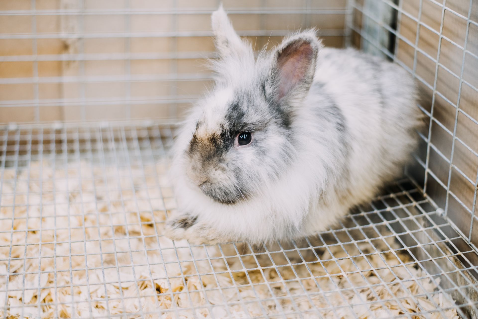 French Angora rabbit in correctly configured indoor enclosure with solid resting board hide box hay rack and water bottle showing the recommended beginner setup for raising Angora rabbits