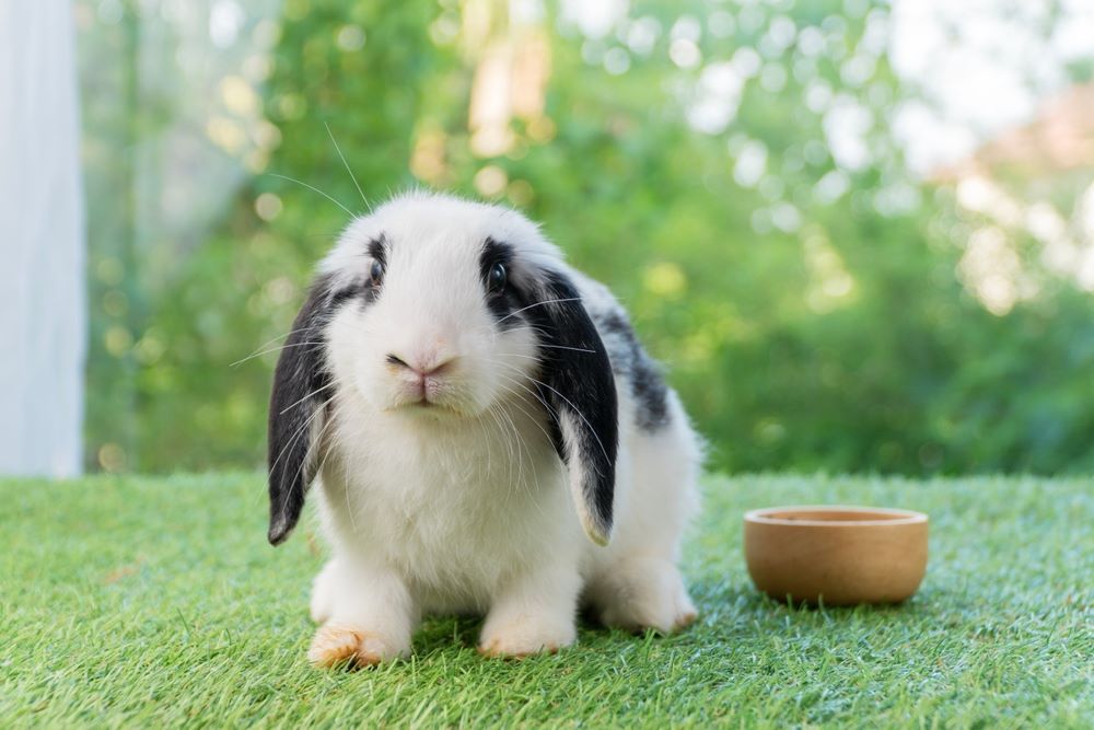 Holland Lop rabbit is one of the best rabbit pet.