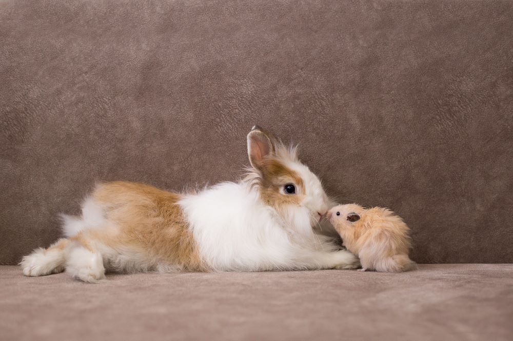 A healthy doe angora rabbit playing with her kit.