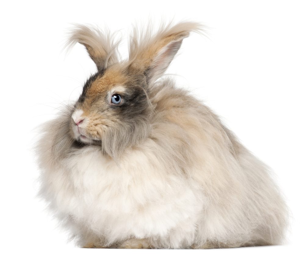 english angora rabbit lifespan