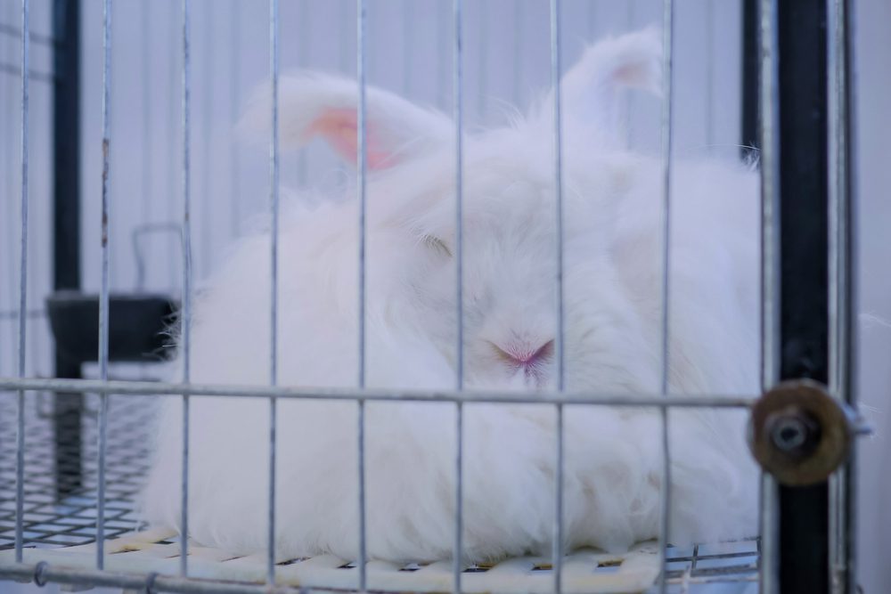 Unbelievable Rabbit Size: Huge Angora Rabbit Facts