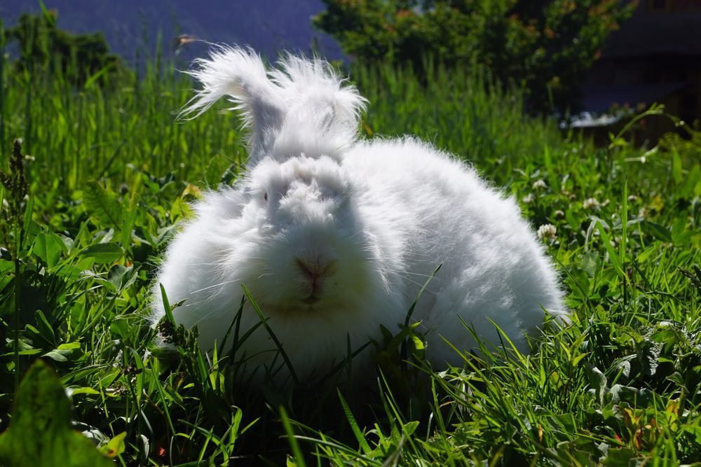 Can Angora Rabbits Live Outside? Shocking Facts Revealed!
