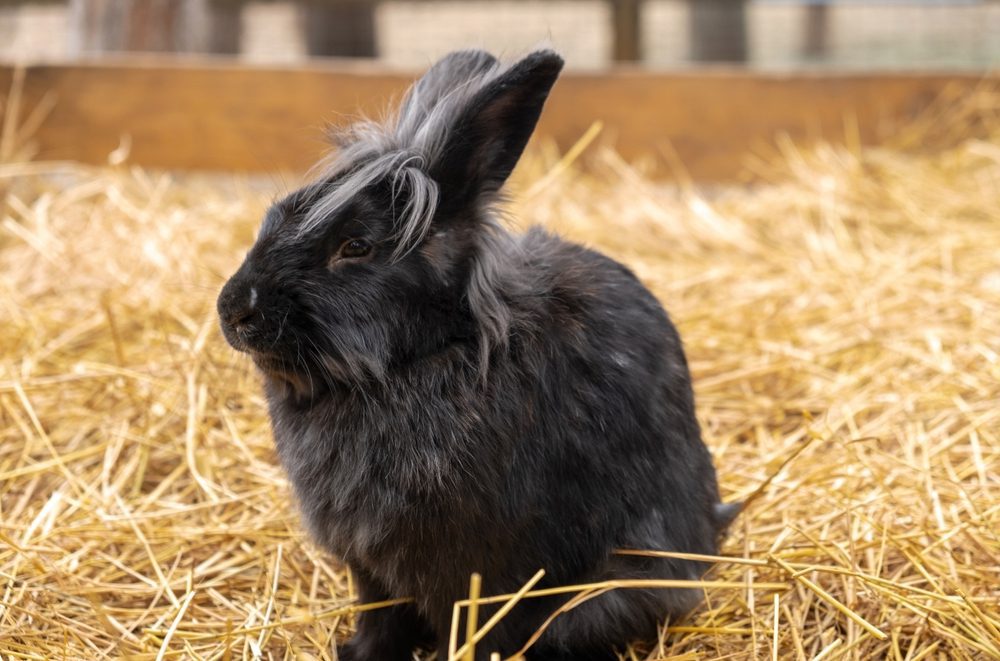 Unveil The Best Wool Rabbit Breeds