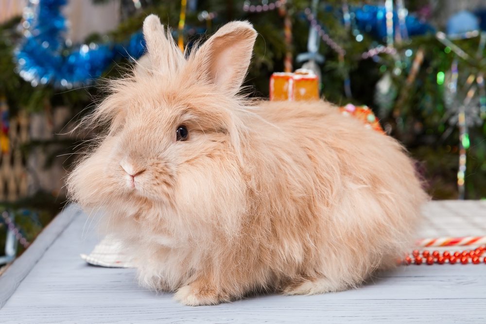 How Much Are Angora Rabbits: Affordable or Not?