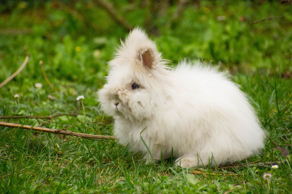 dwarf angora rabbit playing in garden