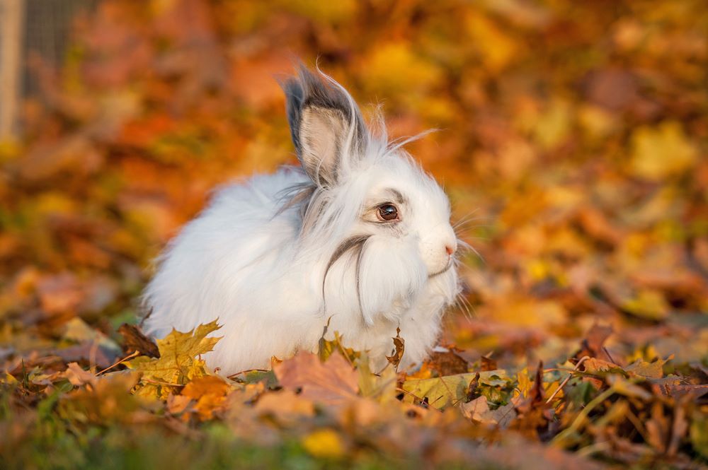 Dwarf Angora Rabbit: A Guide On Your Fluffy Dream Pet