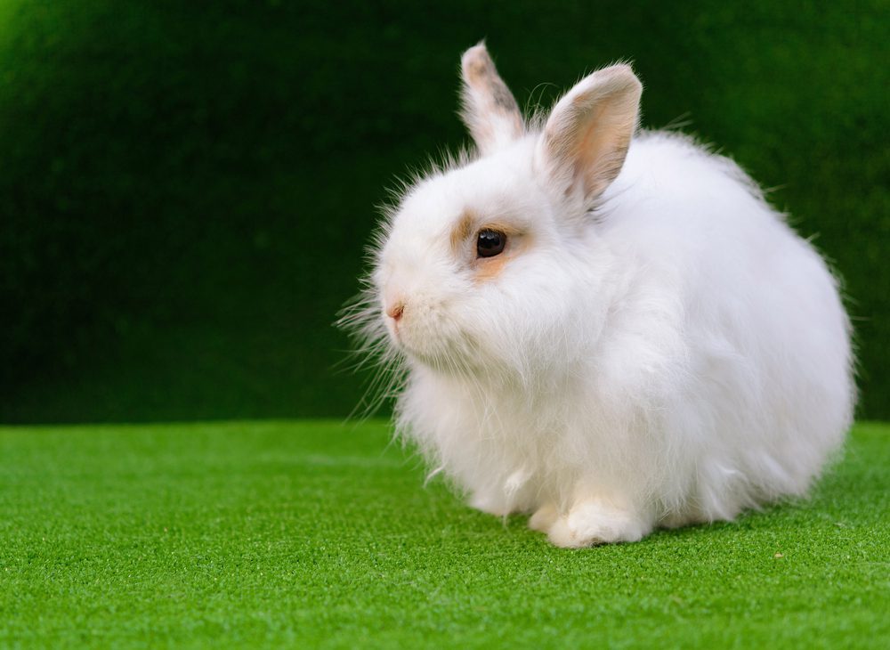 Discover Why Angora Rabbit Ears Are So Irresistible