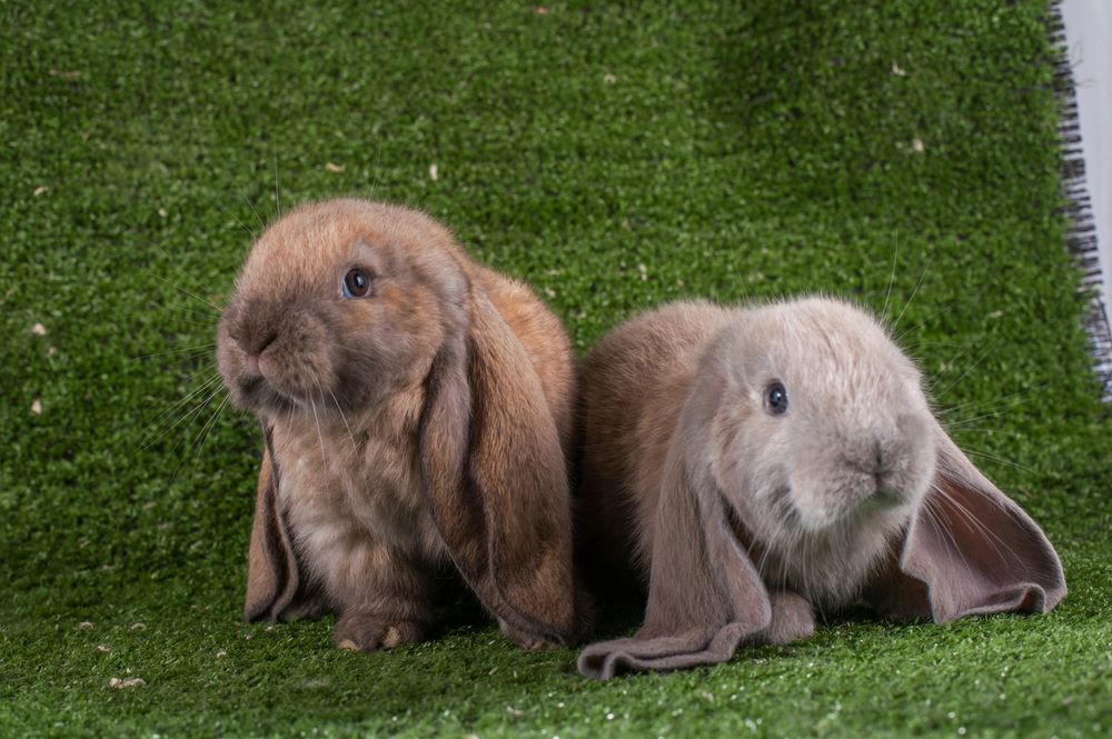 two english lop rabbits on green grass