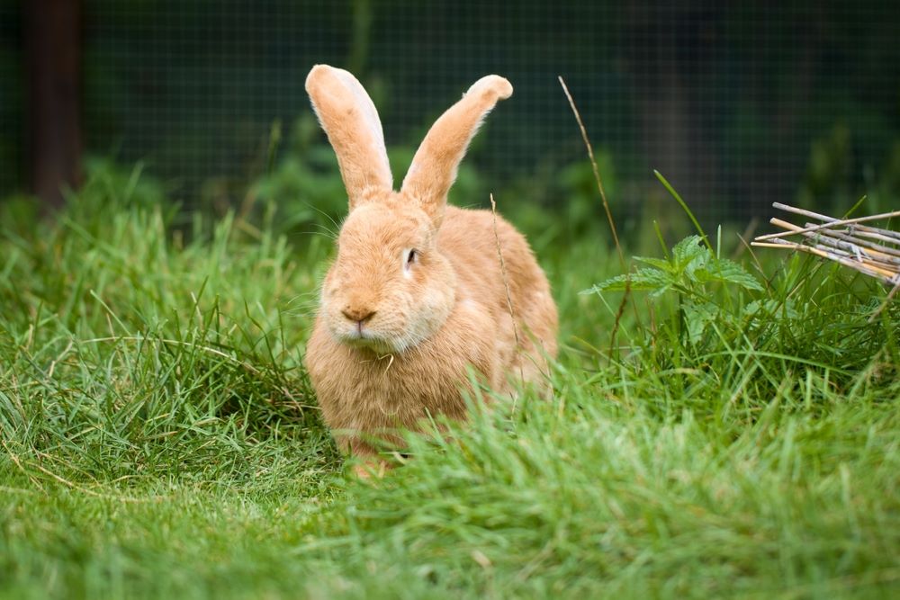 flemish giant rabbit playing in grass