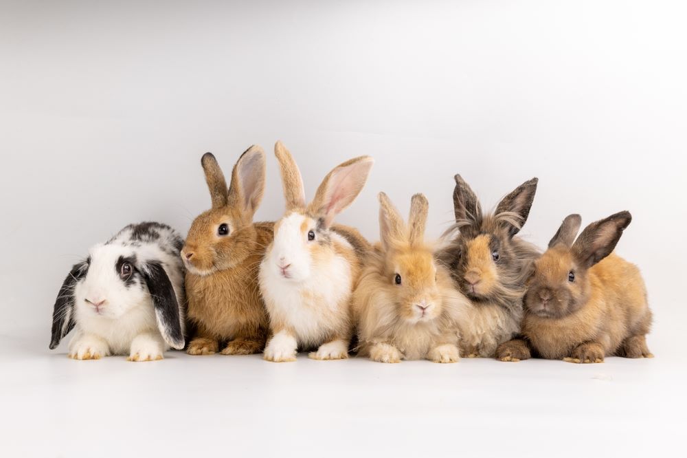 7 Best Fluffy Rabbit Breeds for Pet Lovers