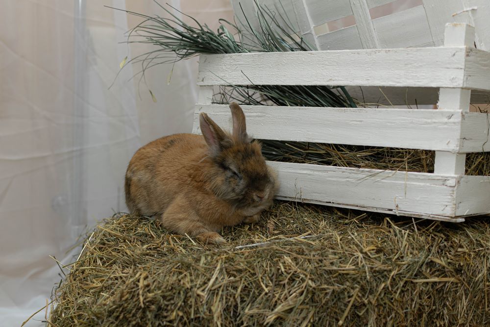 how important is the living place in angora rabbit behavior