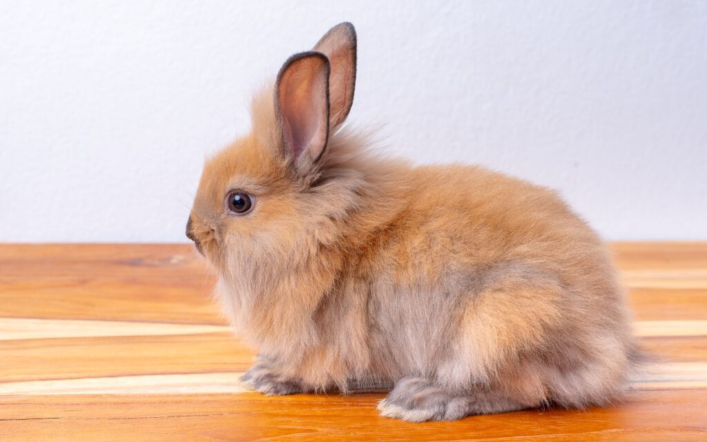 The Jersey Wooly is the right choice for an owner who loves the appearance of a wooled rabbit