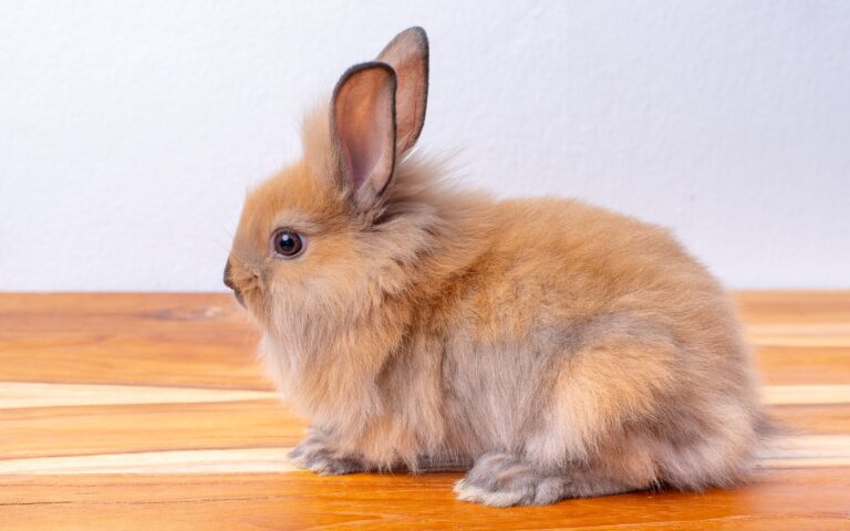 7 Best Fluffy Rabbit Breeds for Pet Lovers — Full Guide with Care Facts ...