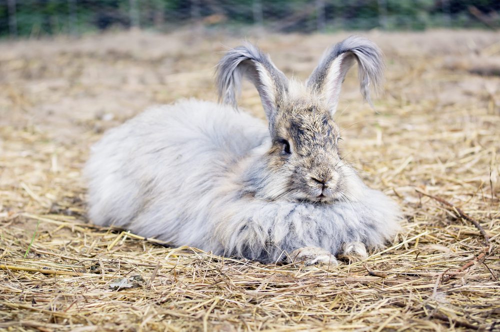 Ultimate Angora Rabbit Care Guide: Fluffy Secrets Unveiled!