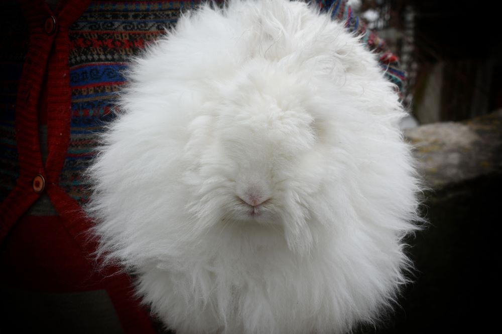 Raising Angora Rabbits for Wool: The Ultimate Guide