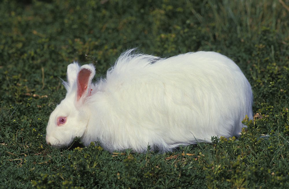 Angora rabbit on green grass