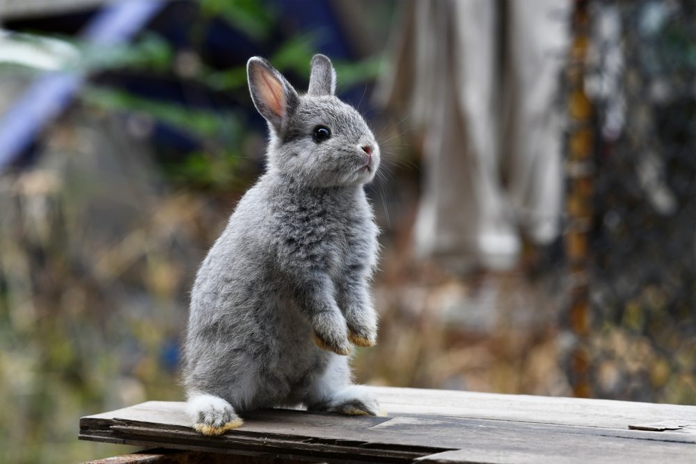 Discover the Joy of Short Haired Bunnies: A Complete Guide