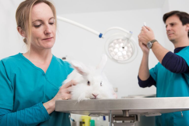 Veterinarian examining an Angora rabbit during a wellness examination