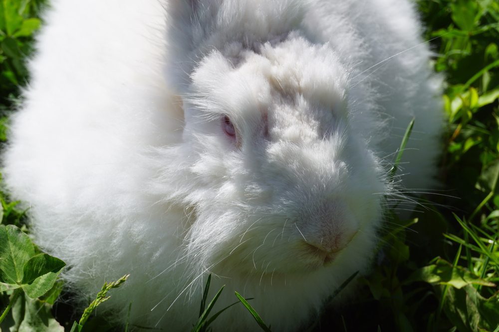 Where to Buy an Angora Rabbit: A Quick Guide