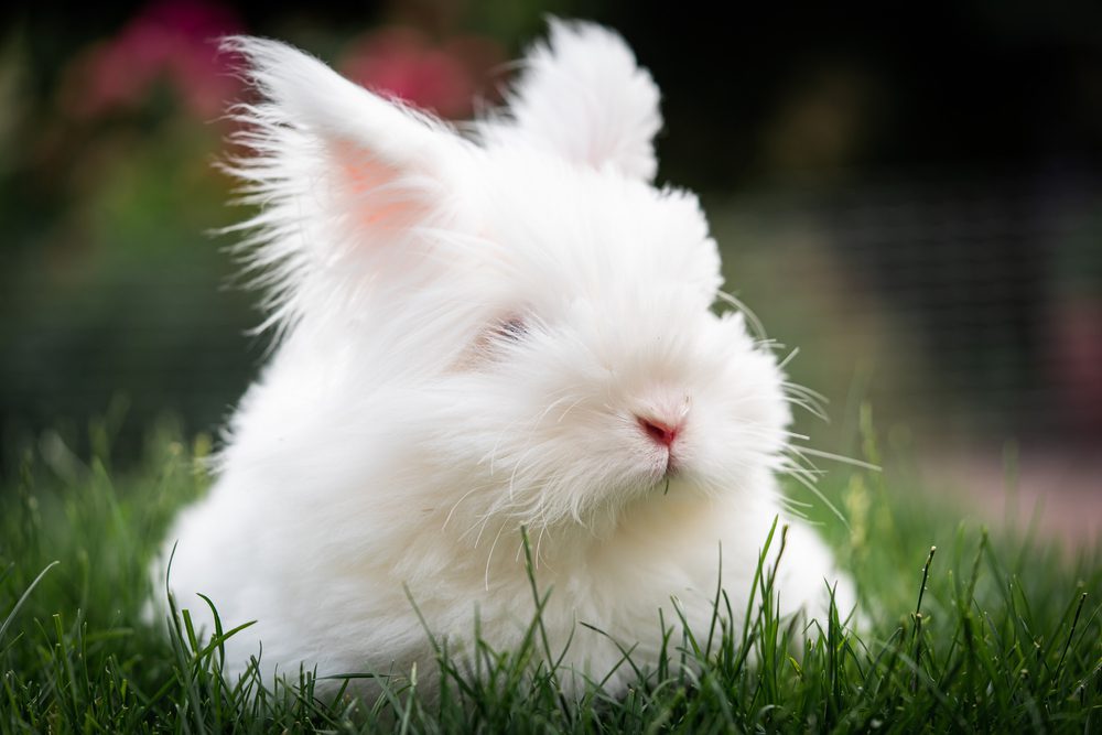 Raising Angora Rabbits for Wool: The Ultimate Guide – Angora Rabbits