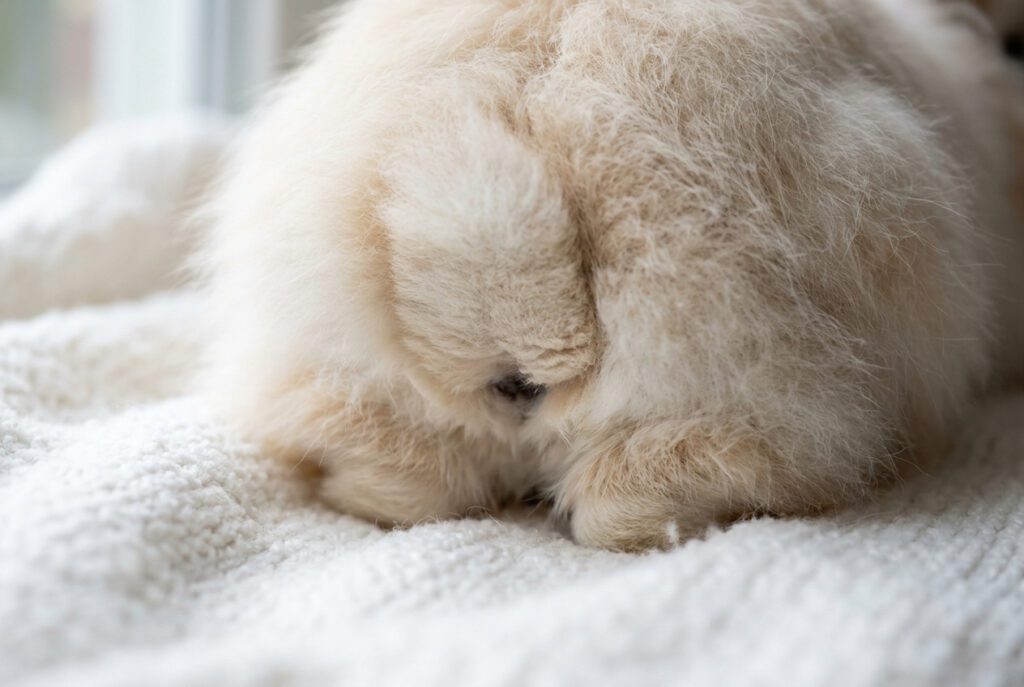 Close-up of Angora rabbit hindquarter showing correctly trimmed vent area wool that protects the coat from urine contact during litter box use