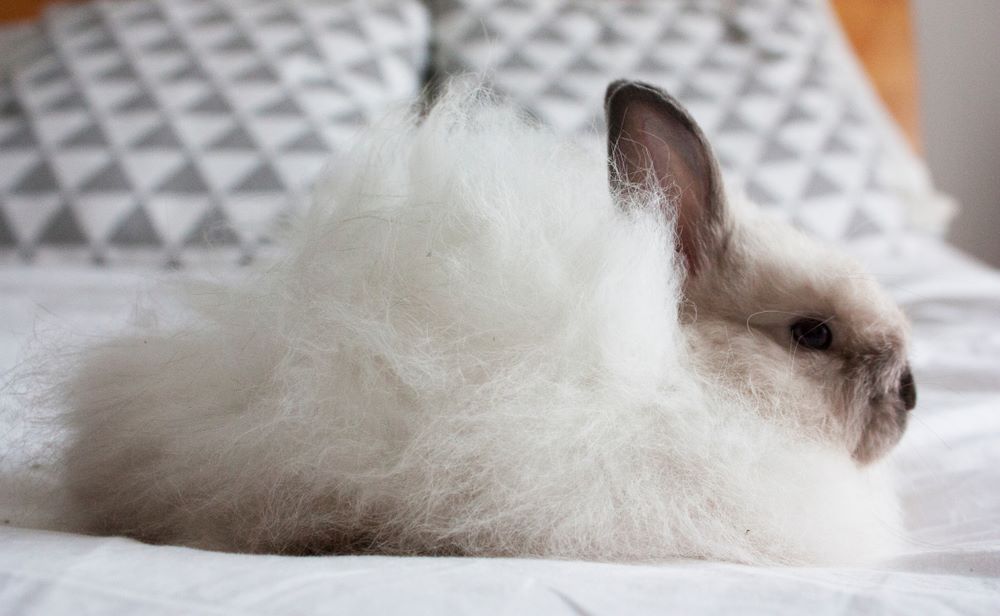 Fluffy Angora rabbit