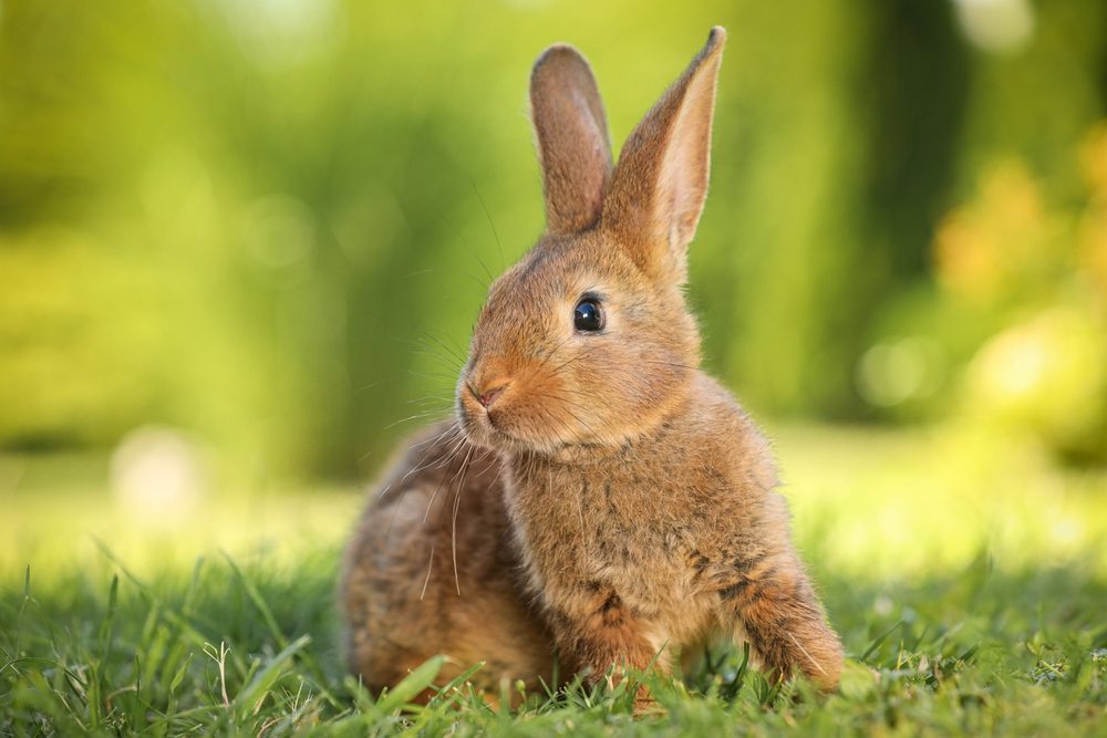 Are Rabbits Mammals? Unbelievable Facts Revealed!
