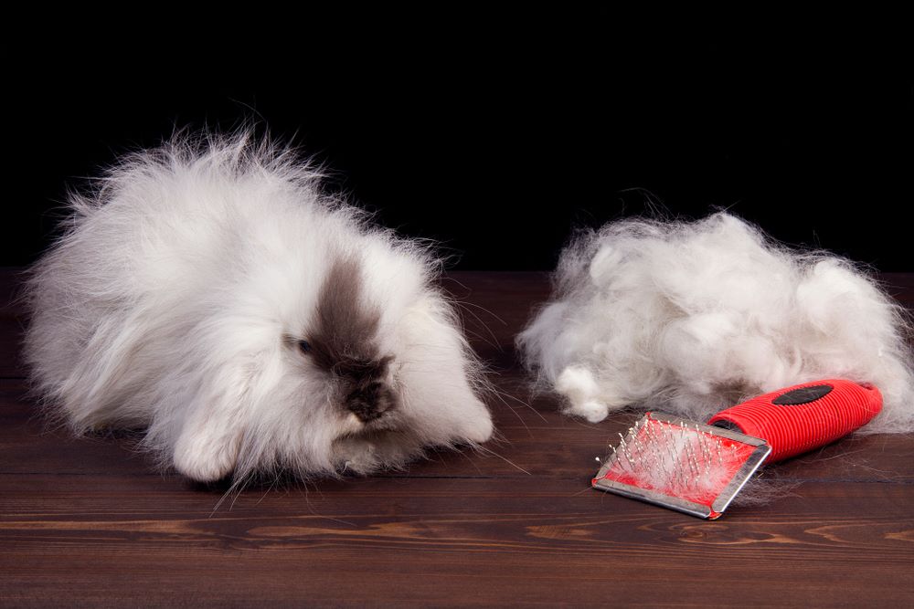 Secret to Perfect Grooming: Best Brush for Angora Rabbits