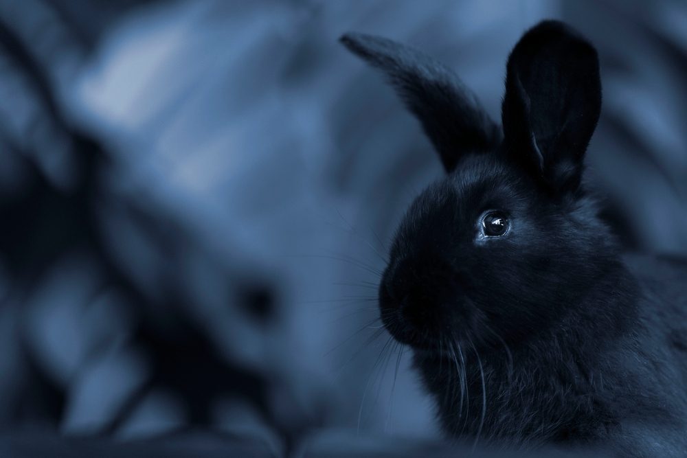 Night Vision Bunnies? Discover Can Rabbits See in the Dark!