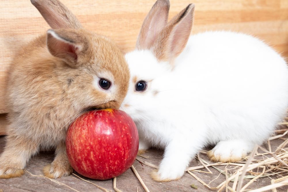 Can Rabbits Eat Apples? Unbelievable Facts!