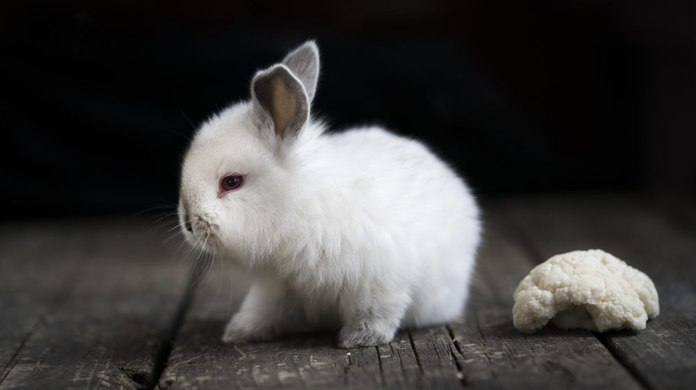 Can Rabbits Eat Cauliflower: Amazing Facts!