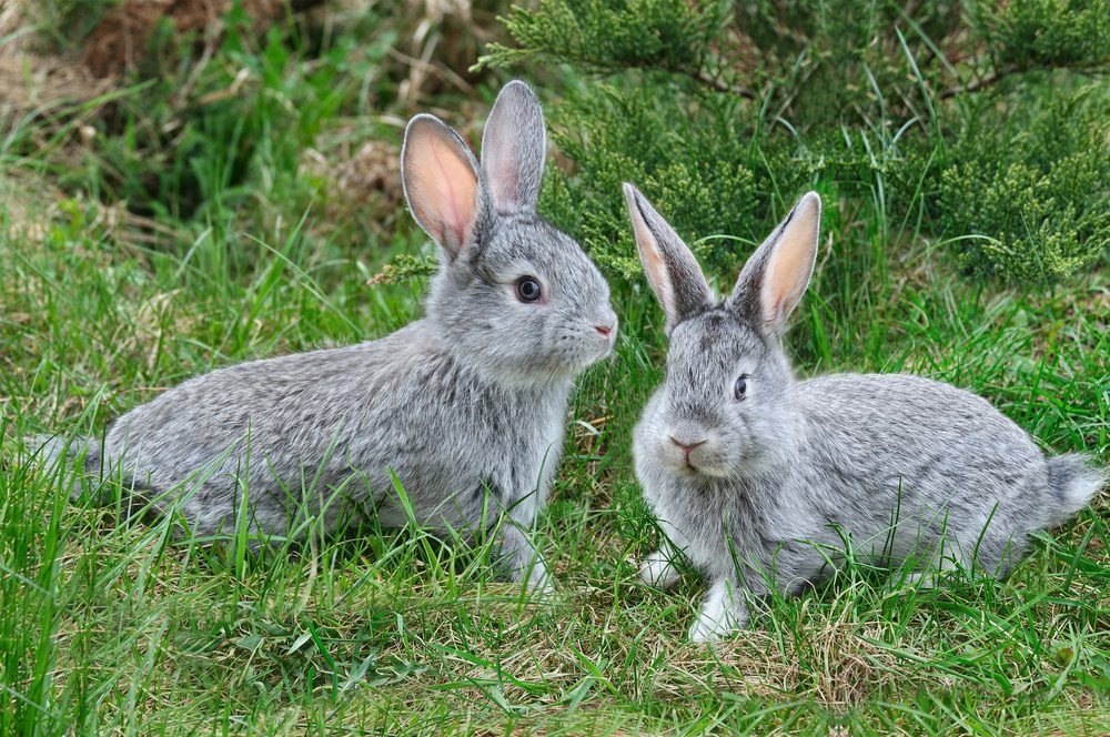 Can Rabbits Swim? Shocking Truth Revealed!