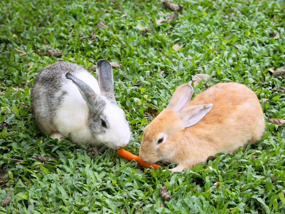 can rabbits eat carrots