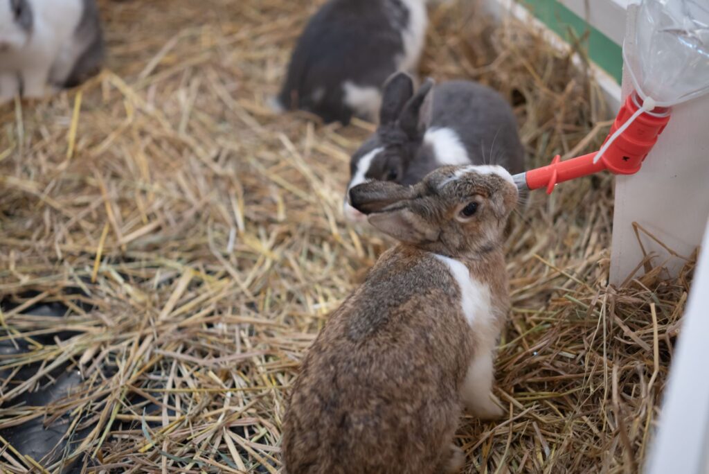 Rabbit drinking from a sipper bottle showing the preferred water delivery method that prevents chin and chest wool from getting wet