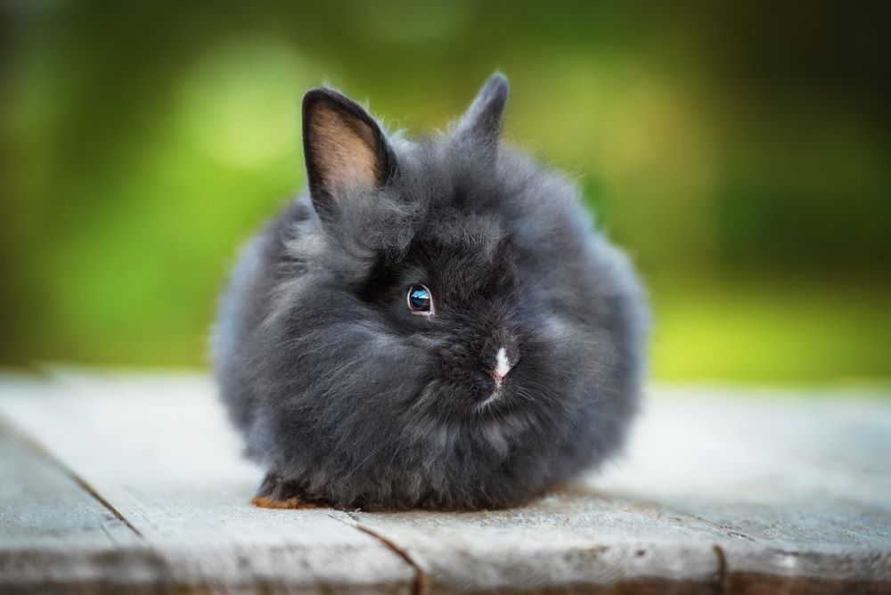 a small black angora rabbit sitting on a bench in a garden.