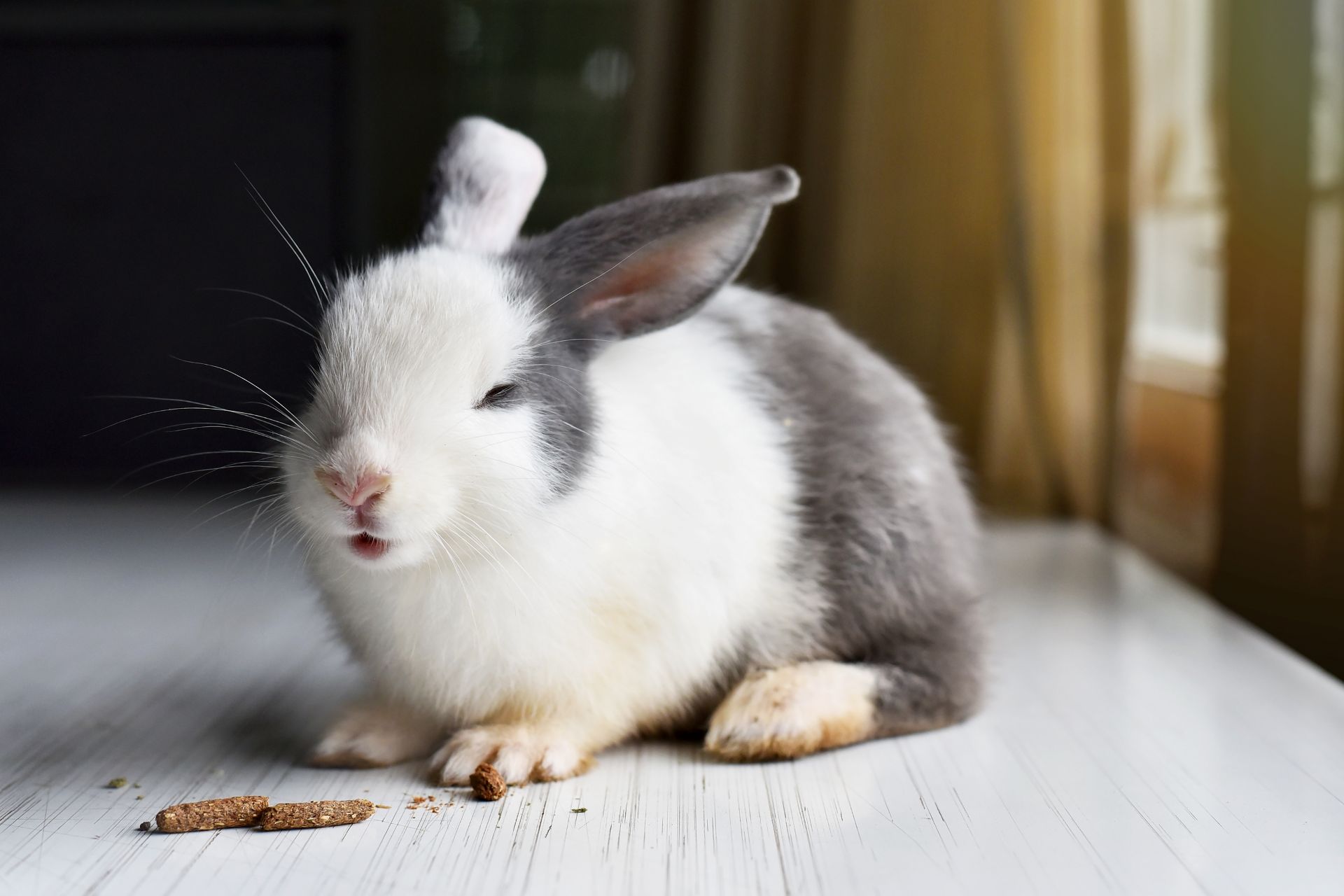 Are Rabbits Mammals? The Complete Answer with Taxonomy and Biology ...