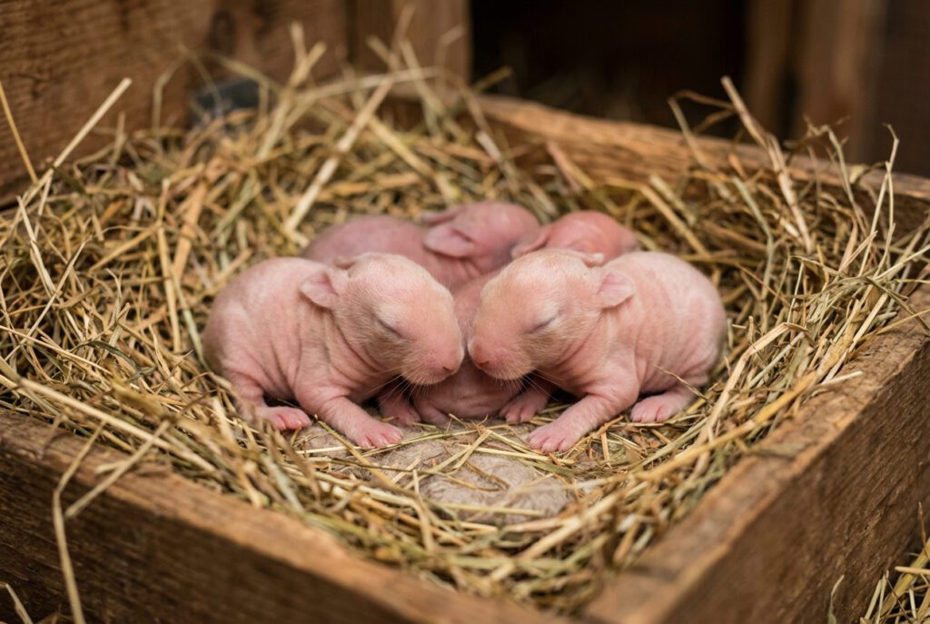 Newborn rabbit kits with fused eyes in a hay-lined nest box showing the altricial birth state where rabbits are born blind and hairless in the first days of life