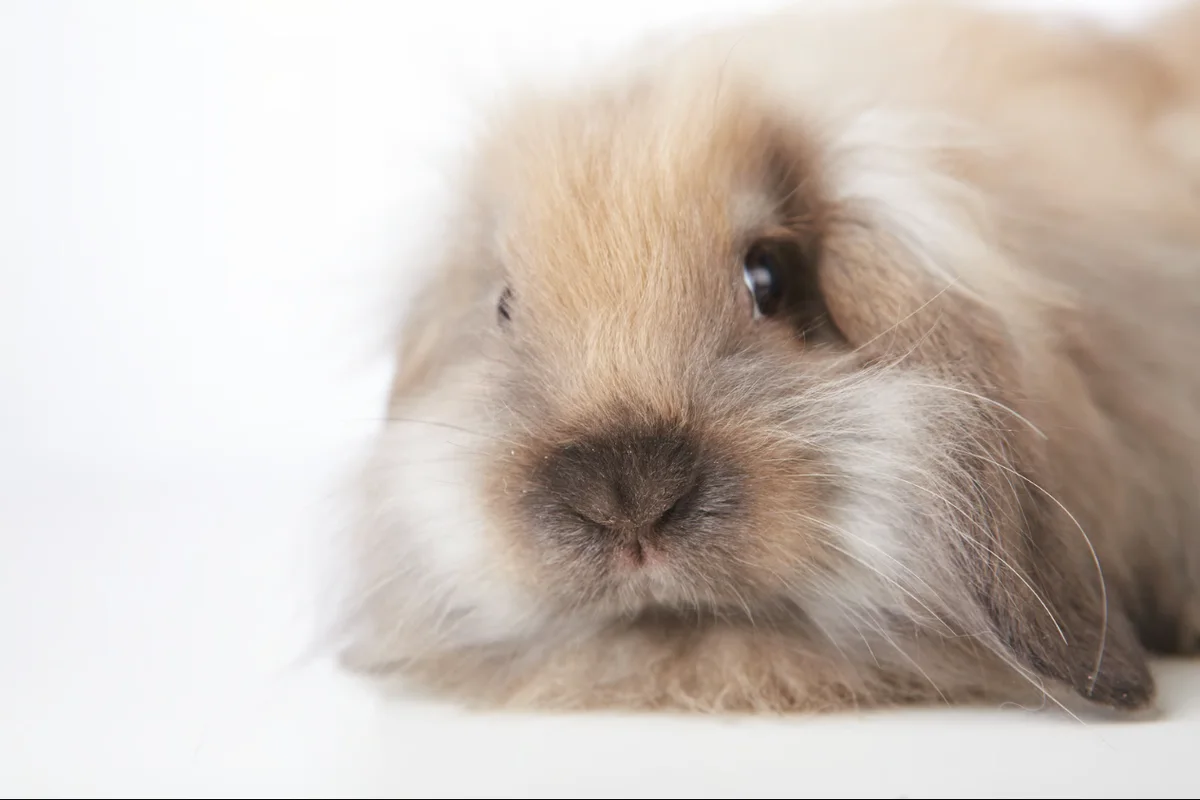 Angora Lop Rabbit: Is It a Real Breed? Meet the American Fuzzy Lop
