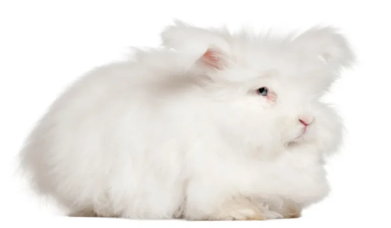 Fluffy white Angora rabbit with long wool on a white background