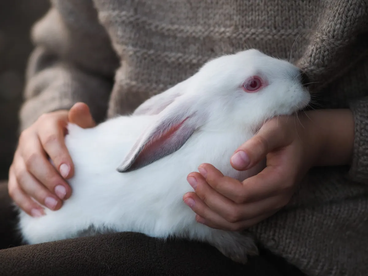 Child holding a white rabbit close with both hands supporting its body
